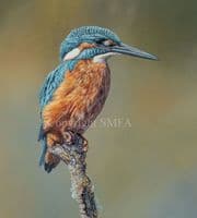 'Drying off' Limited Edition Kingfisher Print by Ben Waddams