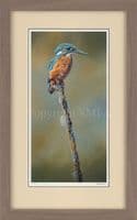 'Drying off' Limited Edition Kingfisher Print by Ben Waddams