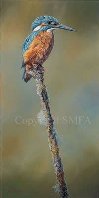 'Drying off' Limited Edition Kingfisher Print by Ben Waddams