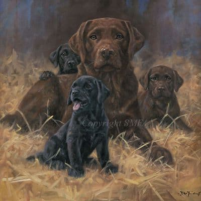 'Early Days' Limited Edition Labrador Print by John Trickett