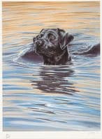 'Early Evening Dip' Ex-Display Black Lab Print by Paul Doyle
