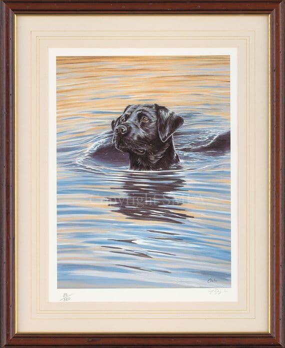 'Early Evening Dip' Ex-Display Black Lab Print by Paul Doyle