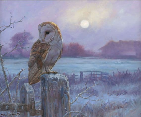 'Evenfall' Barn Owl Print by John Trickett