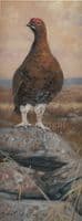 'Famous' Original Grouse Painting by John Trickett