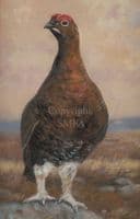 'Famous' Original Grouse Painting by John Trickett