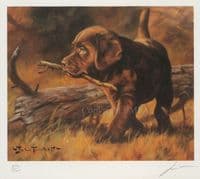 'First Time' Ex-Display Chocolate Labrador puppy Print by John Trickett
