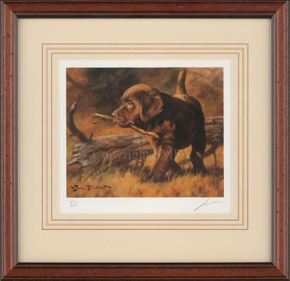 'First Time' Ex-Display Chocolate Labrador puppy Print by John Trickett