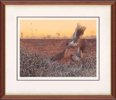'Flushed' Ex-Display Partridge Print by Steven Lingham