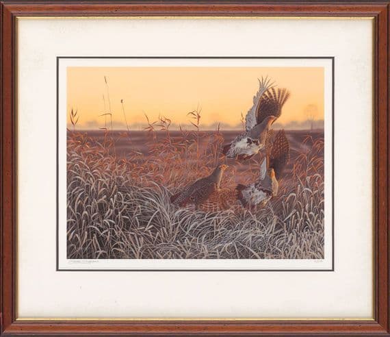 'Flushed' Ex-Display Partridge Print by Steven Lingham