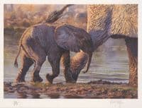 'Following Mum' Ex-Display Mounted Elephant Print by Paul Apps