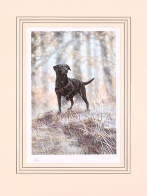 'Footloose' Ex-Display Black Labrador Print by Paul Doyle