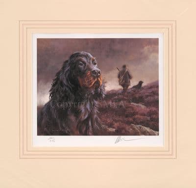 'Gordon Setter Head Study' Ex-Display Print by Mick Cawston