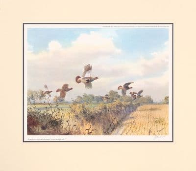 'Grey Partridge Over' Ex-Display  Mounted Print by J C Harrison