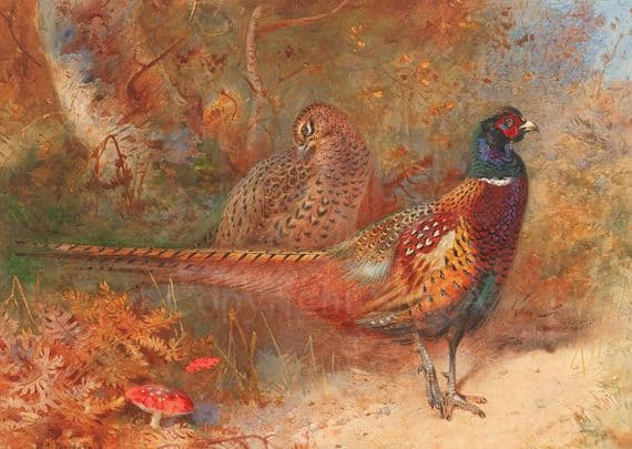 'Hen and Cock Pheasants' Pheasant Christmas Cards by Archibald Thorburn C741x