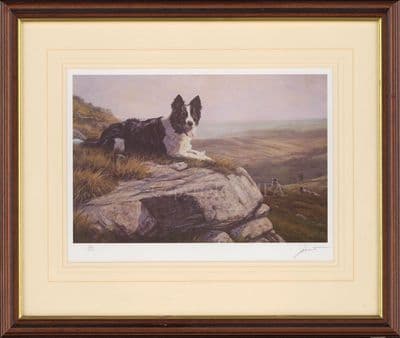 'In Control' Ex-Display Border Collie Print by John Trickett