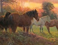 'Last Rays' Limited Edition Horse print by Rosemary Welch