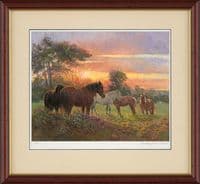 'Last Rays' Limited Edition Horse print by Rosemary Welch