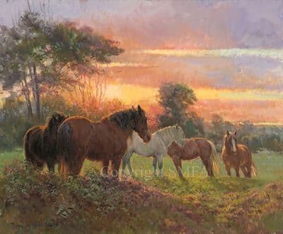 'Last Rays' Limited Edition Horse print by Rosemary Welch