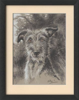 'Lurcher' Original Charcoal Drawing by Paul Doyle