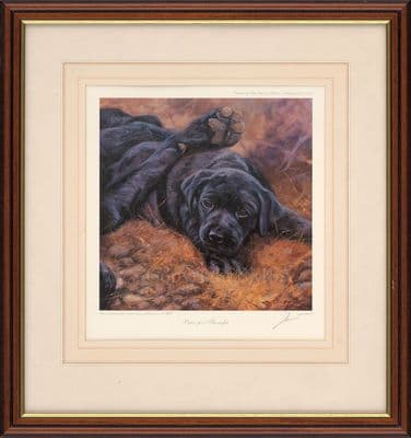 'Paws for Thought' Ex-Display Black Labrador Puppy Print by John Trickett