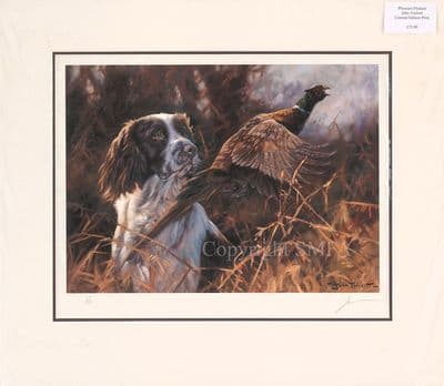 'Pheasant Flushed' Ex-Display Mounted Springer Spaniel Print by John Trickett