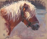 'Pony Head' Original Equestrian Painting by Malcolm Coward