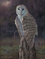 'Quiet Contemplation' Original Barn Owl Painting by John Trickett