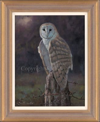 'Quiet Contemplation' Original Barn Owl Painting by John Trickett