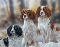 'Ready Willing and Able' Open Edition Springer Spaniel Print by Paul Doyle