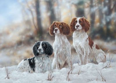 'Ready Willing and Able' Springer Spaniel Blank Greetings Card C731