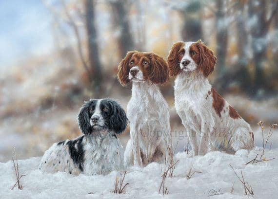 'Ready Willing and Able' Springer Spaniel Christmas Cards C731x
