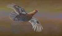 'Red Grouse Over The Moors' Original Painting by Ben Waddams