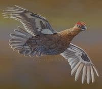 'Red Grouse Over The Moors' Original Painting by Ben Waddams