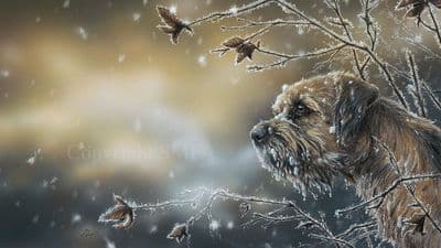 'Snow Beard' Border Terrier Print by Paul Doyle