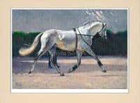 'Spanish Schooling' Equestrian Print by Malcolm Coward