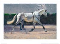 'Spanish Schooling' Equestrian Print by Malcolm Coward