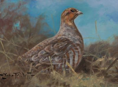 'Study of a Partridge' Original Painting by John Trickett