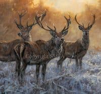 'The Boys' Limited edition Stag Print by John Trickett