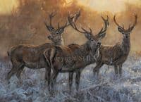 'The Boys' Original Stag Painting by John Trickett