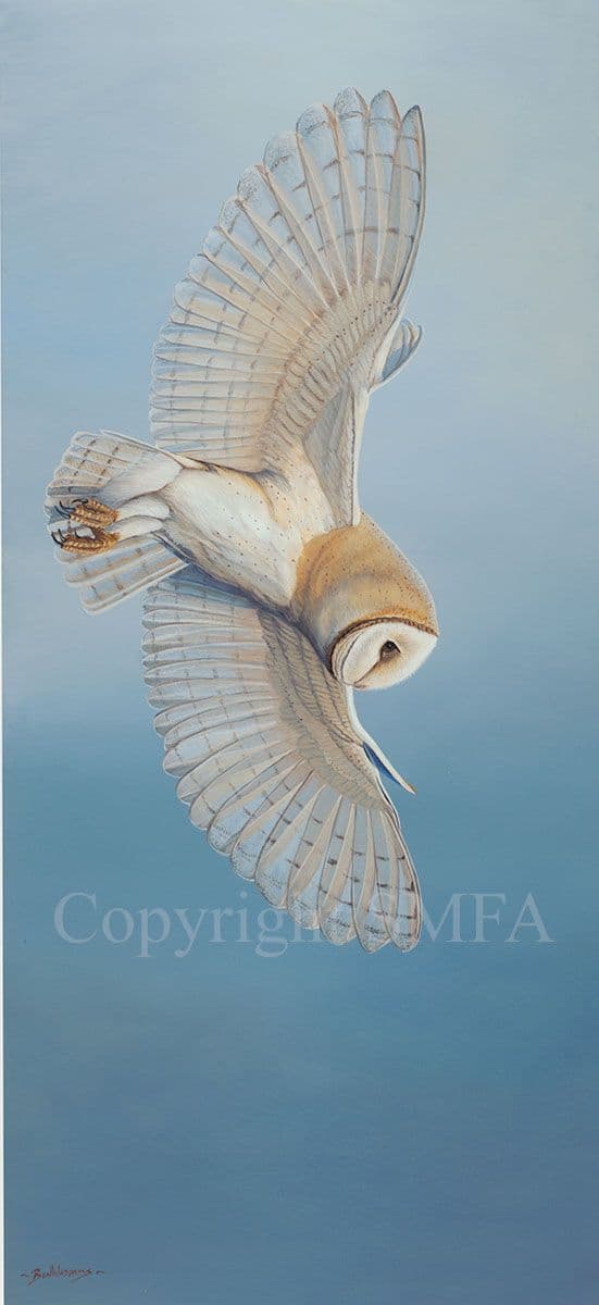 'The Ethereal Hunter' Barn Owl Limited Edition Print by Ben Waddams