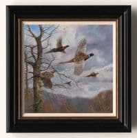 'The Fly Past' Pheasant Print by John Trickett