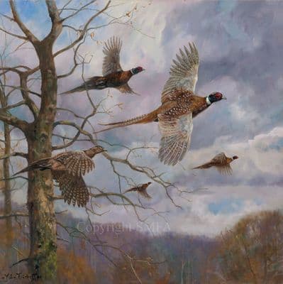 'The Fly Past' Pheasant Print by John Trickett