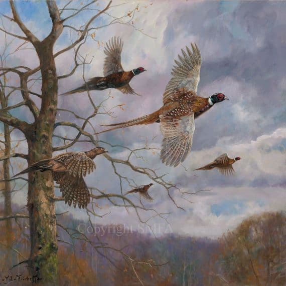 'The Fly Past' Pheasant Print by John Trickett