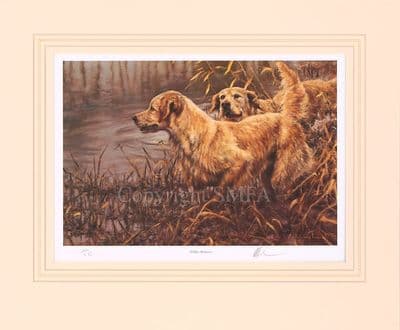 'The Golden Retriever' Ex-Display Print by Mick Cawston