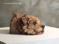 'The Look of Love' Original Norfolk Terrier Ceramic Sculpture by Paul Doyle