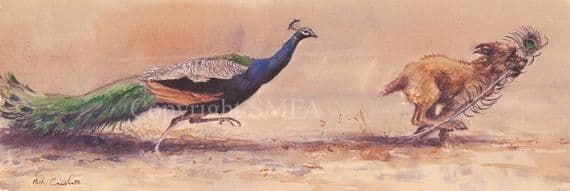 'The Prize' Humorous Border Terrier Print by Mick Cawston