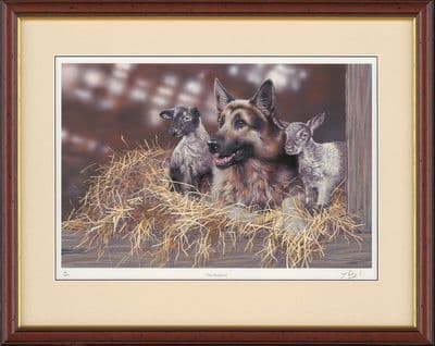 'The Shepherd' Framed GSD Sale Print by Paul Doyle