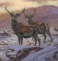 'The Stag Weekend' Red Deer Stag  Print by John Trickett