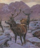 'The Stag Weekend' Red Deer Stag  Print by John Trickett