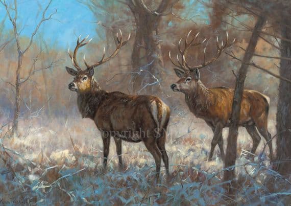 'Through the Trees' Stag Christmas Cards by John Trickett C740x